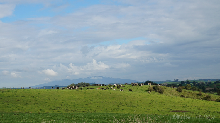 New Zealand Road Trip - North Island